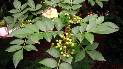 Ilustrácia plodov a listov Zanthoxylum piperitum