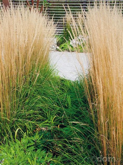 Schéma rezu okrasných tráv: zviazaný trs tesne pred jarným zrezaním na požadovanú výšku
