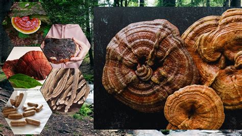 Ilustrácia tradičnej čínskej maľby zobrazujúcej hubu Reishi ako symbol dlhovekosti a zdravia.