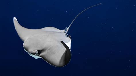 Tematické foto gupiek v akváriu, samce a samice