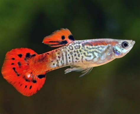 Fotografia gravidnej samice gupky s výraznou gravídnou škvrnou