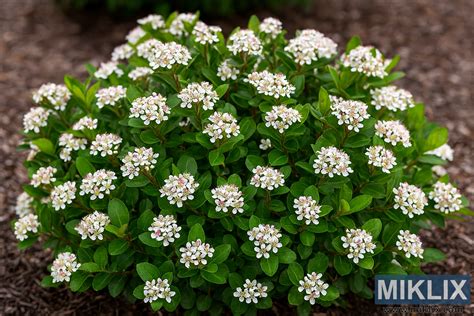 Fotografia miniruže v plnom kvete