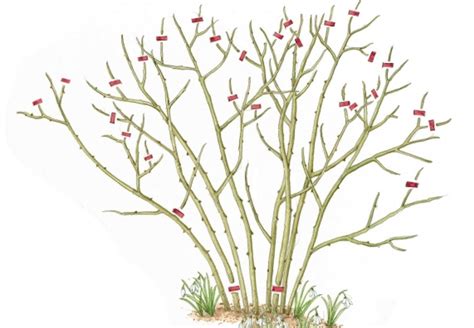 Ilustrácia správneho uhla rezu na konári ruže nad púčikom