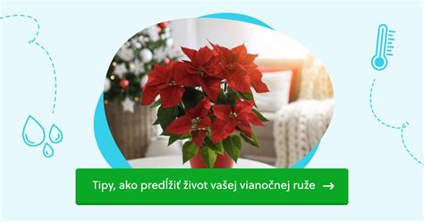 Kalendár so zaznačenými fázami starostlivosti o vianočnú ružu