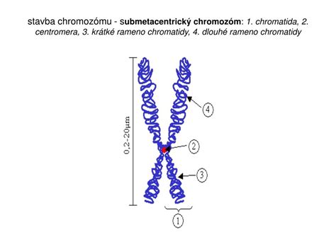 Detailná schéma stavby chromozómu s vyznačenou centromérou a chromatidami.