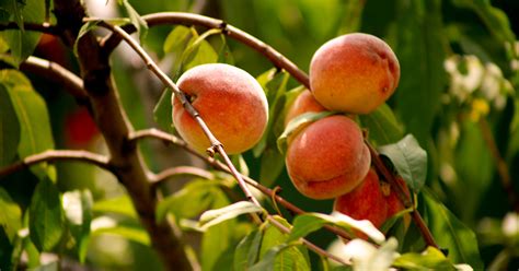 Schematické znázornenie správnej výsadby broskyne