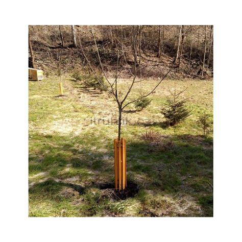 Ilustrácia zimnej ochrany broskyňového stromu