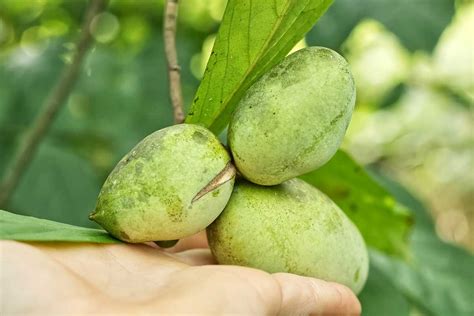 Zrelé plody Paw-Paw na strome
