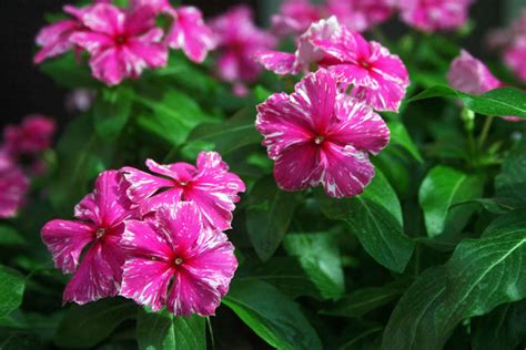 Tematické foto: kvitnúci Katarantus (Vinca rosea) v kvetináči