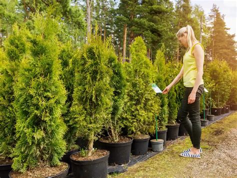 Infografika správneho postupu výsadby tuje do jamy s drenážnou vrstvou