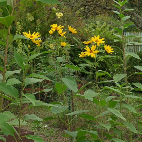 botanická kresba rastliny Helianthus tuberosus s detailom hľuzy