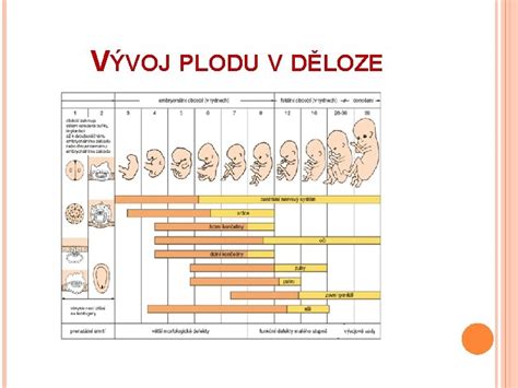Schéma stavby borievky: zobrazenie ihlíc v praslenoch, samčích a samičích kvetov a vývoj plodu galbulus