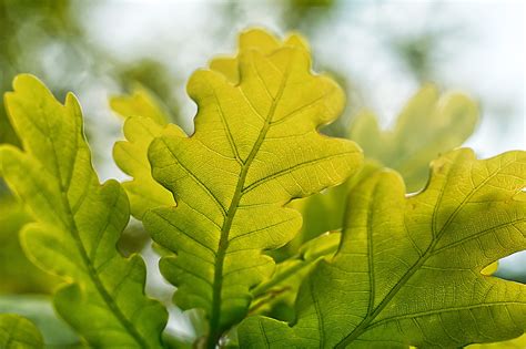 dubová kôra a dubové listy