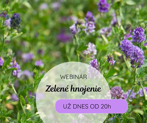 Rôzne druhy rastlín vhodných na zelené hnojenie