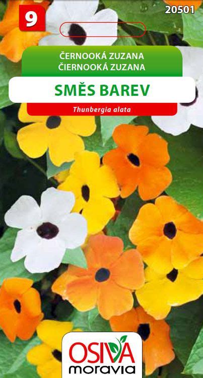 Nádherné kvety Thunbergie krídlatej s charakteristickým tmavým stredom