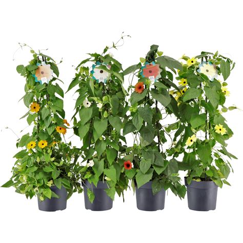 Thunbergia krídlatá vysadená v kvetináči na balkóne s oporou