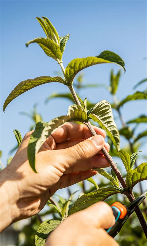 Detail odrezku Thunbergie pripraveného na zakorenenie