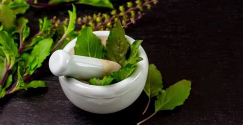 Ilustračná fotografia rastliny bazalky posvätnej (Tulsi) s jej charakteristickými listami.