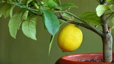 Fotografia: Citrusové stromy letnené na terase