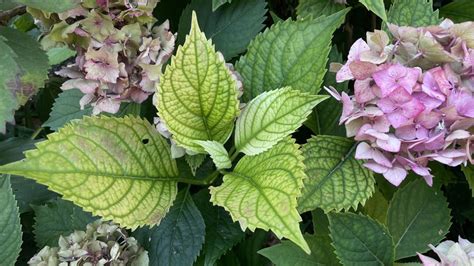 ilustračné foto hortenzie so žltými listami a zelenou žilnatinou (chloróza)