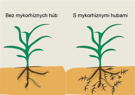 Ilustrácia pôsobenia prospešných húb (napr. Trichoderma) proti patogénnym hubám v pôde.