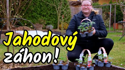 čistenie jahodového záhonu