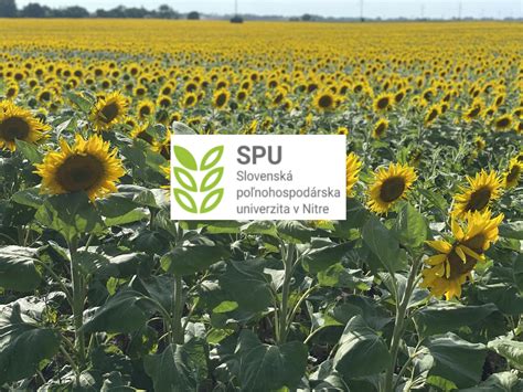 Infografika: Porovnanie nákladov a ziskov pri pestovaní slnečnice s dotáciami a bez nich