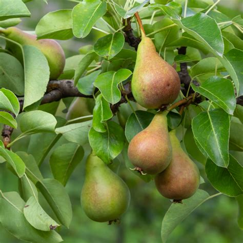 Porovnanie vzrastu hrušky na podpníku dula (vľavo) a hruške planej (vpravo)