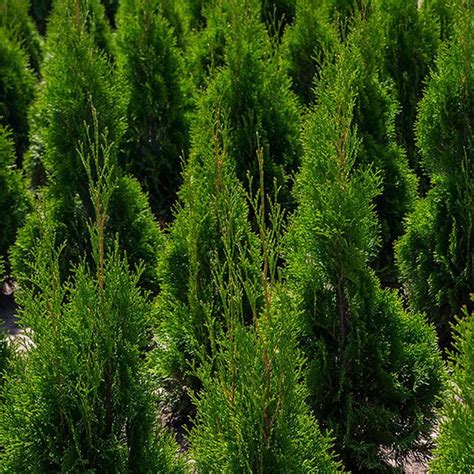 Fotografia sadeníc tuja smaragd pripravených na expedíciu