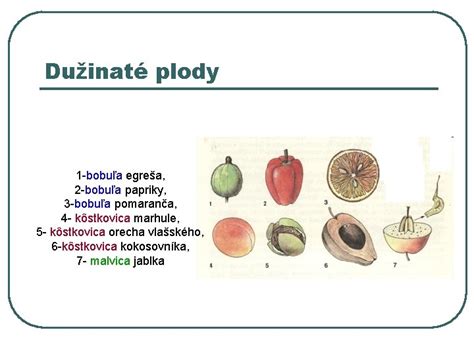 plod vranovca štvorlistého - jedovatá bobuľa