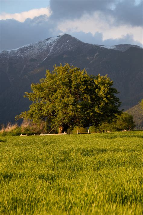 fotografia 150-ročnej jablone na kopci Diel nad obcou Žiar v zimnej alebo jarnej krajine