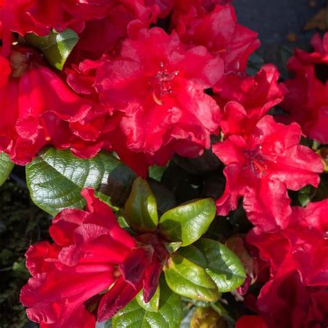 detailný záber kvetov rododendronu Scarlet Wonder