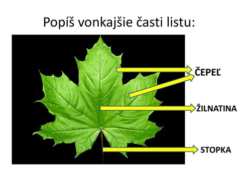 List rastliny pokrytý lepkavou medovicou a čerňou, spôsobenou cicaním škodcov