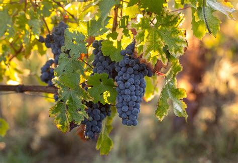 Ilustrácia viniča hroznorodého s listami a strapcami hrozna.