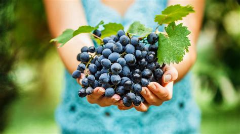 Fotografia šnekového odšťavovača v akcii, odšťavujúceho hrozno