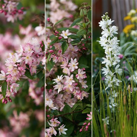 Rôzne druhy a kultivary kostravy s rôznymi farbami listov