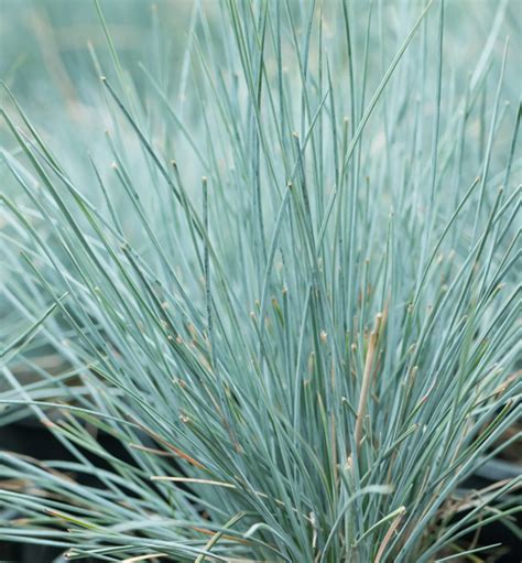 Detailné zábery na modrosivé listy kostravy sivá 'Eisvogel'