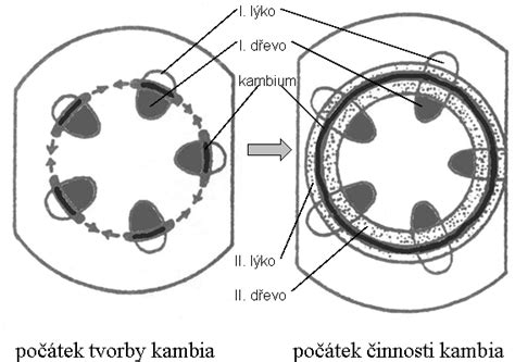 Schéma znázorňujúca proces prepojenia kambia vrúbľa a podpníka