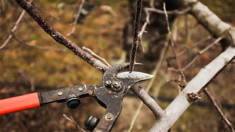Schéma skladovania vrúbľov v piesku vo vlhkej pivnici
