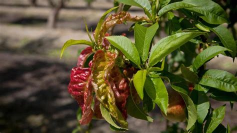 Detailné fotografie listov broskyne postihnutých kučeravosťou.