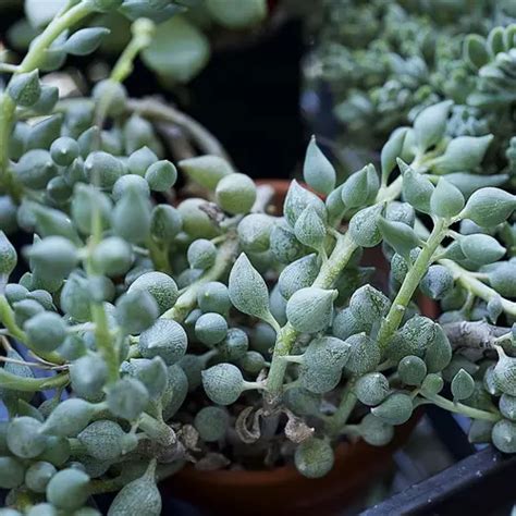 Detail listov rôznych druhov starčekov: guľôčky Senecio rowleyanus, kvapky Senecio herreianus a citróniky Senecio citriformis.