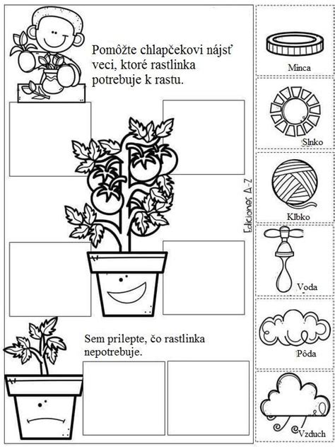 Ilustračná schéma rastu paradajky