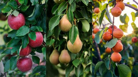 Ilustračná fotografia rôznych druhov ovocných stromov a kríkov