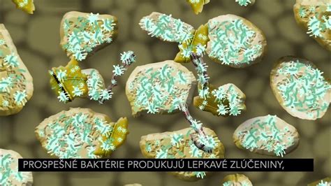 Štruktúra pôdy vhodná pre ríbezle, s vyznačenou hĺbkou koreňov