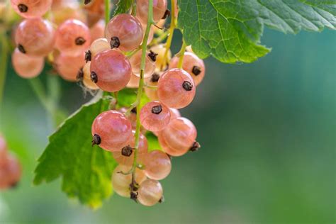 Ilustrácia horizontálneho vrstvenia ríbezlí