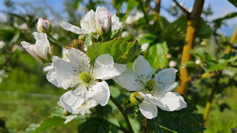 Foto zrelých strapcov ríbezlí pripravených na zber