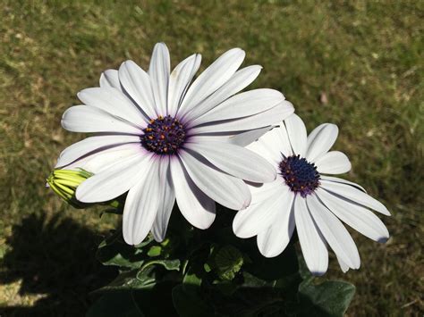 žena odstraňuje odkvitnuté kvety z osteospermum