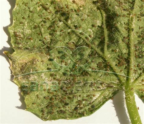 detail znaku vošiek na listoch osteospermum