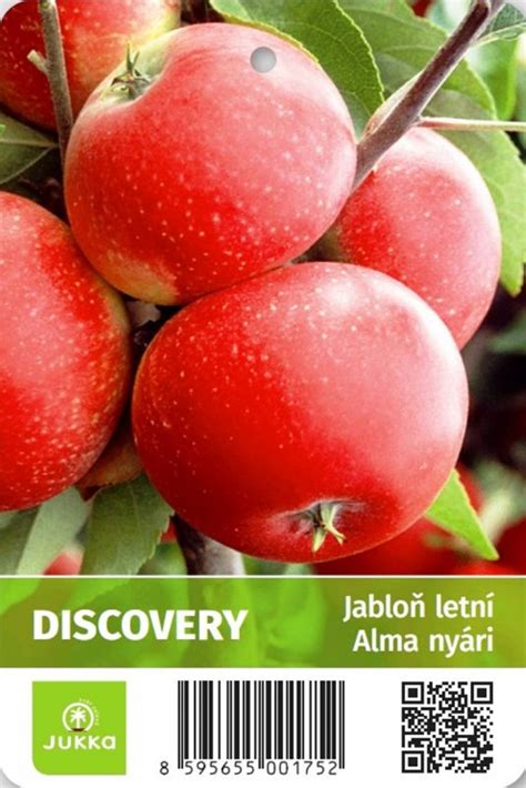 Ovocie odrody jabloň Discovery - guľovité, zelenožlté s červeným líčkom