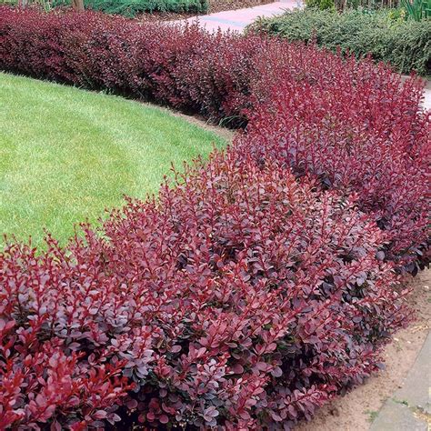 tmavočervené listy Berberis thunbergii 'Atropurpurea' počas leta